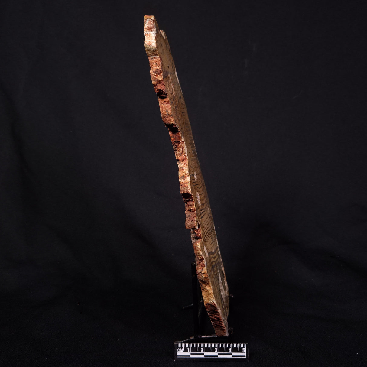 STROMATOLITE MICROBIAL MAT, Strelley Pool Formation, Archean, Australia ZSP042