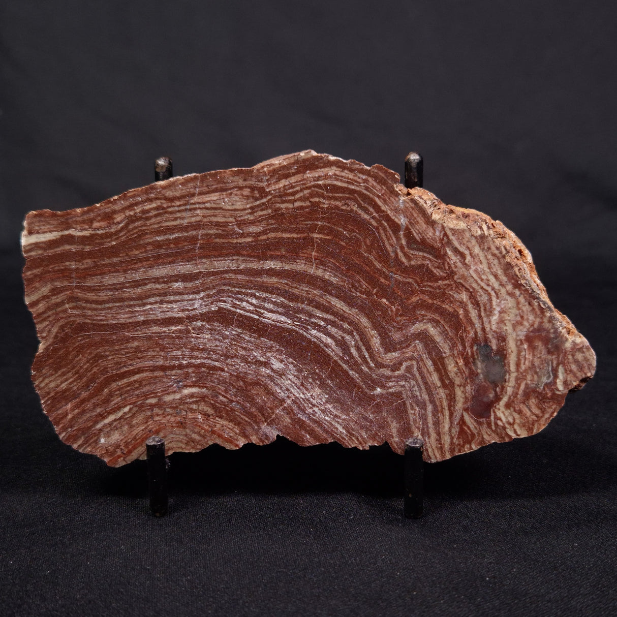 CONOPHYTON AMANTOURARTENSIS STROMATOLITE, Ediacaran, Morocco ZCA012