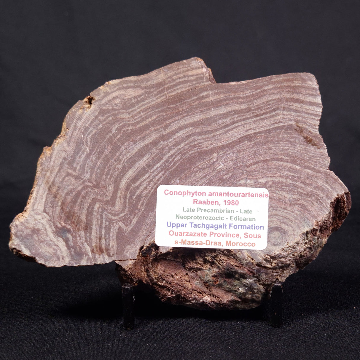 CONOPHYTON AMANTOURARTENSIS STROMATOLITE, Ediacaran, Morocco ZCA013