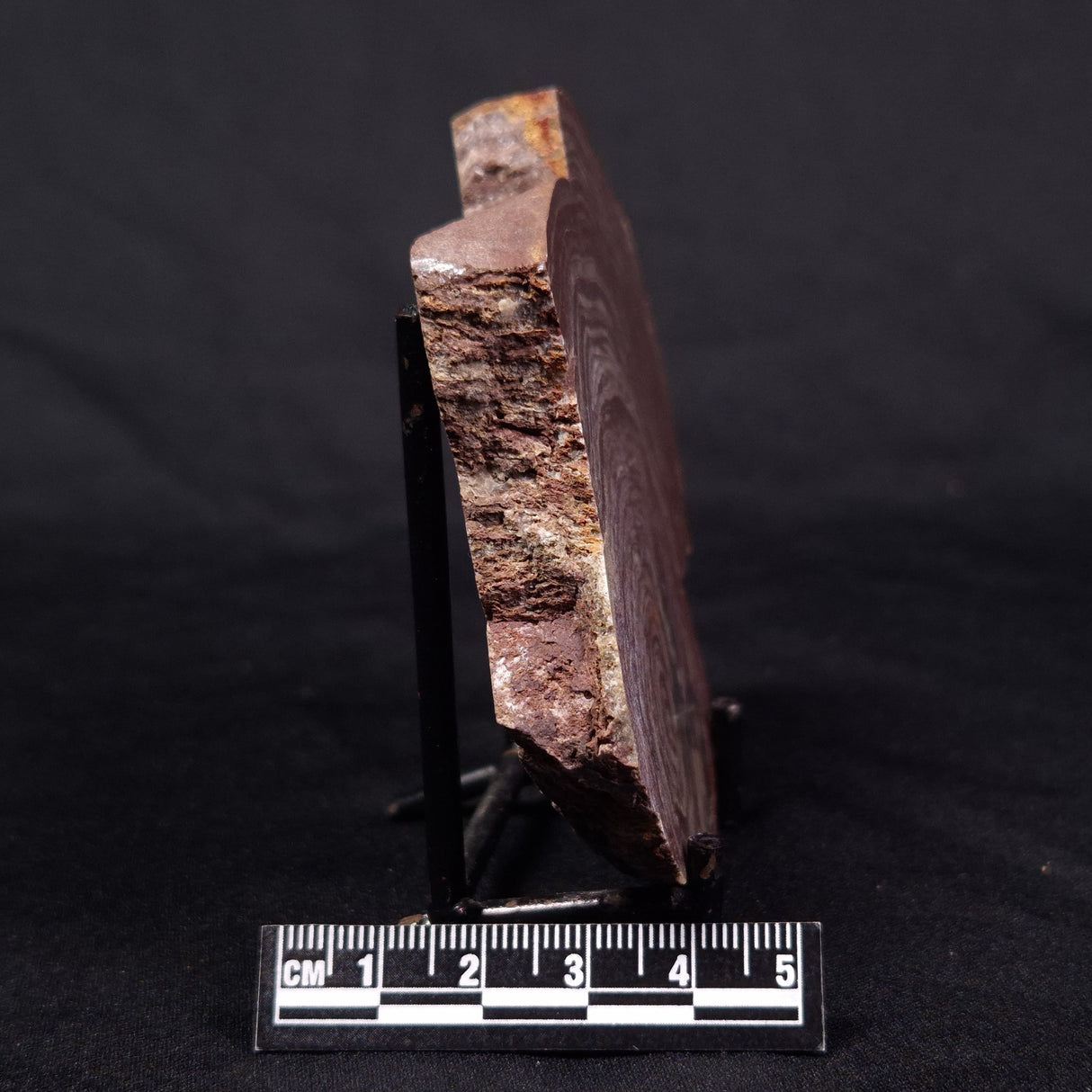 CONOPHYTON AMANTOURARTENSIS STROMATOLITE, Ediacaran, Morocco ZCA013