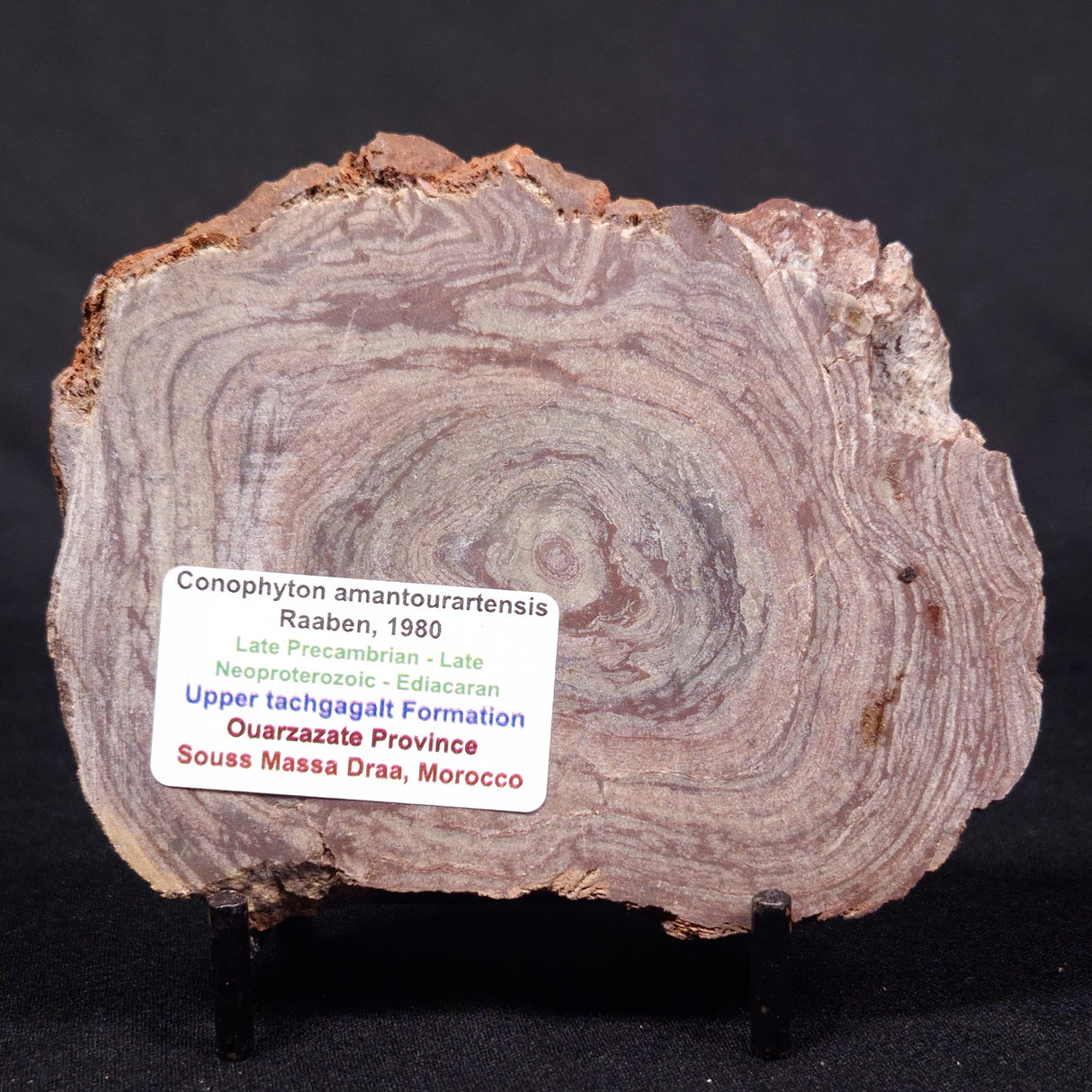 CONOPHYTON AMANTOURARTENSIS STROMATOLITE, Ediacaran, Morocco ZCA014