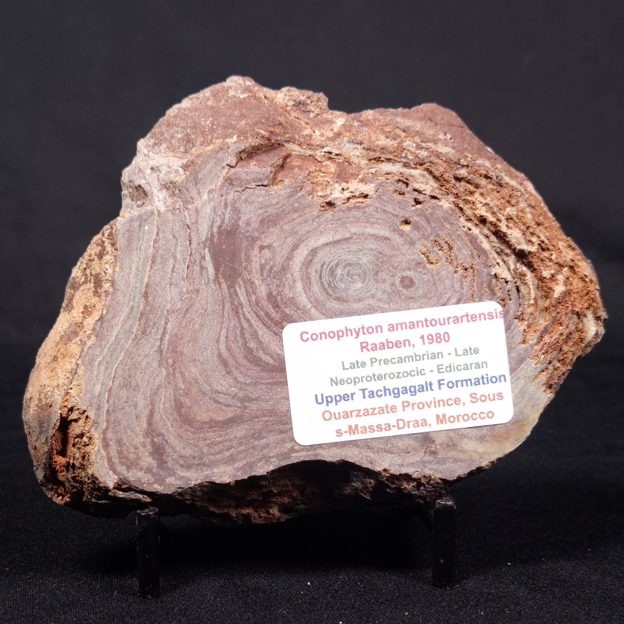 CONOPHYTON AMANTOURARTENSIS STROMATOLITE, Ediacaran, Morocco ZCA015