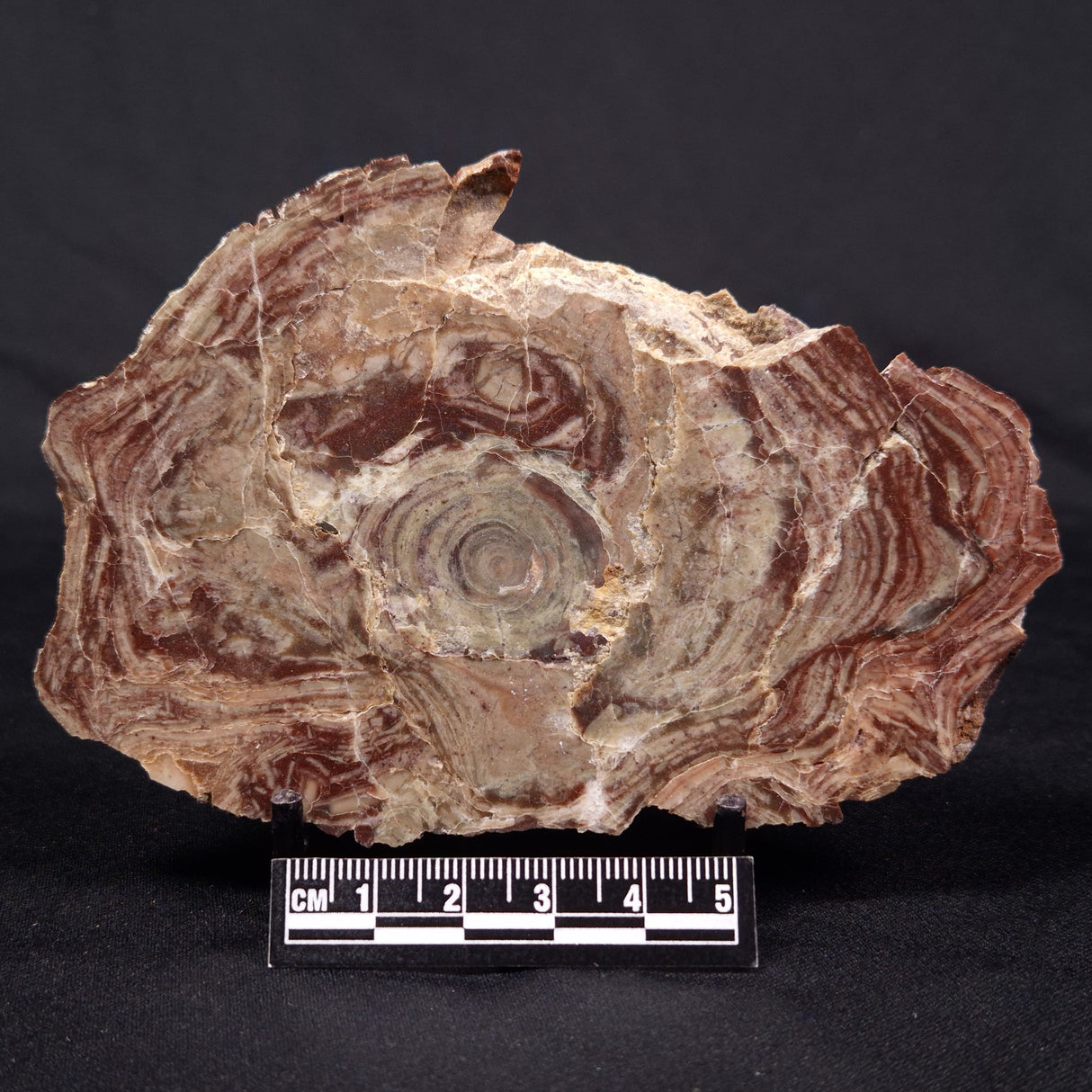 CONOPHYTON AMANTOURARTENSIS STROMATOLITE, Ediacaran, Morocco ZCA016