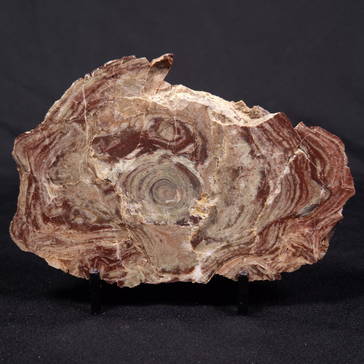 CONOPHYTON AMANTOURARTENSIS STROMATOLITE, Ediacaran, Morocco ZCA016