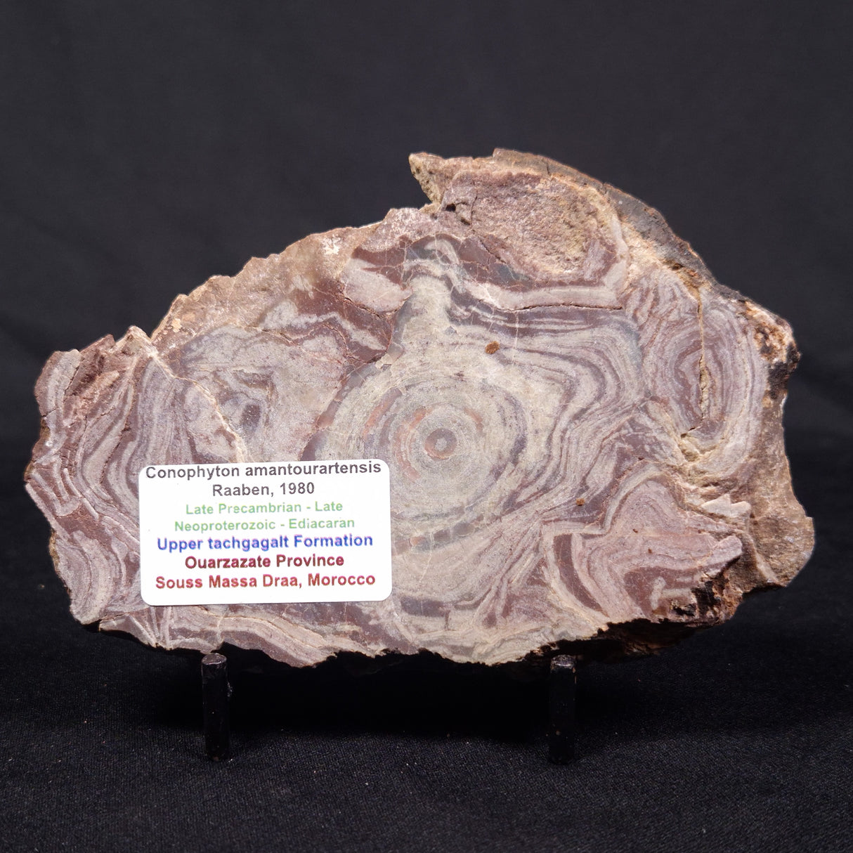CONOPHYTON AMANTOURARTENSIS STROMATOLITE, Ediacaran, Morocco ZCA016
