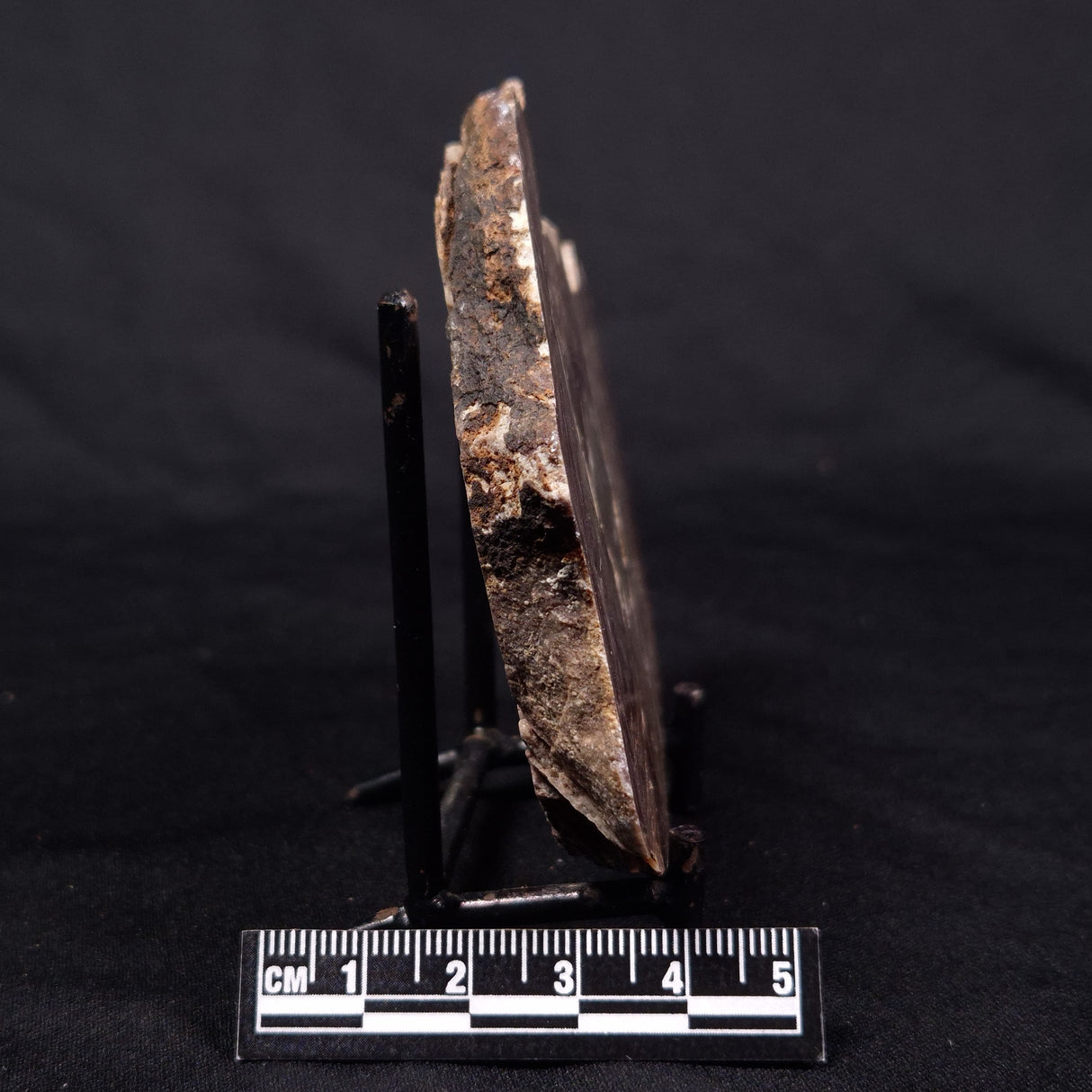 CONOPHYTON AMANTOURARTENSIS STROMATOLITE, Ediacaran, Morocco ZCA016