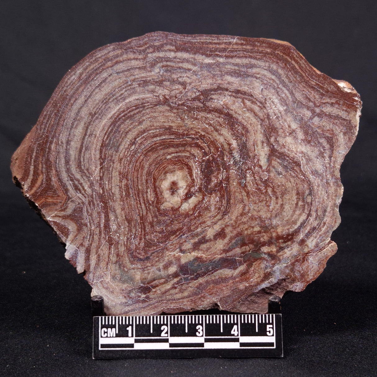 CONOPHYTON AMANTOURARTENSIS STROMATOLITE, Ediacaran, Morocco ZCA017