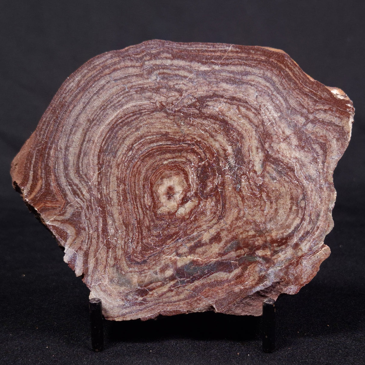 CONOPHYTON AMANTOURARTENSIS STROMATOLITE, Ediacaran, Morocco ZCA017