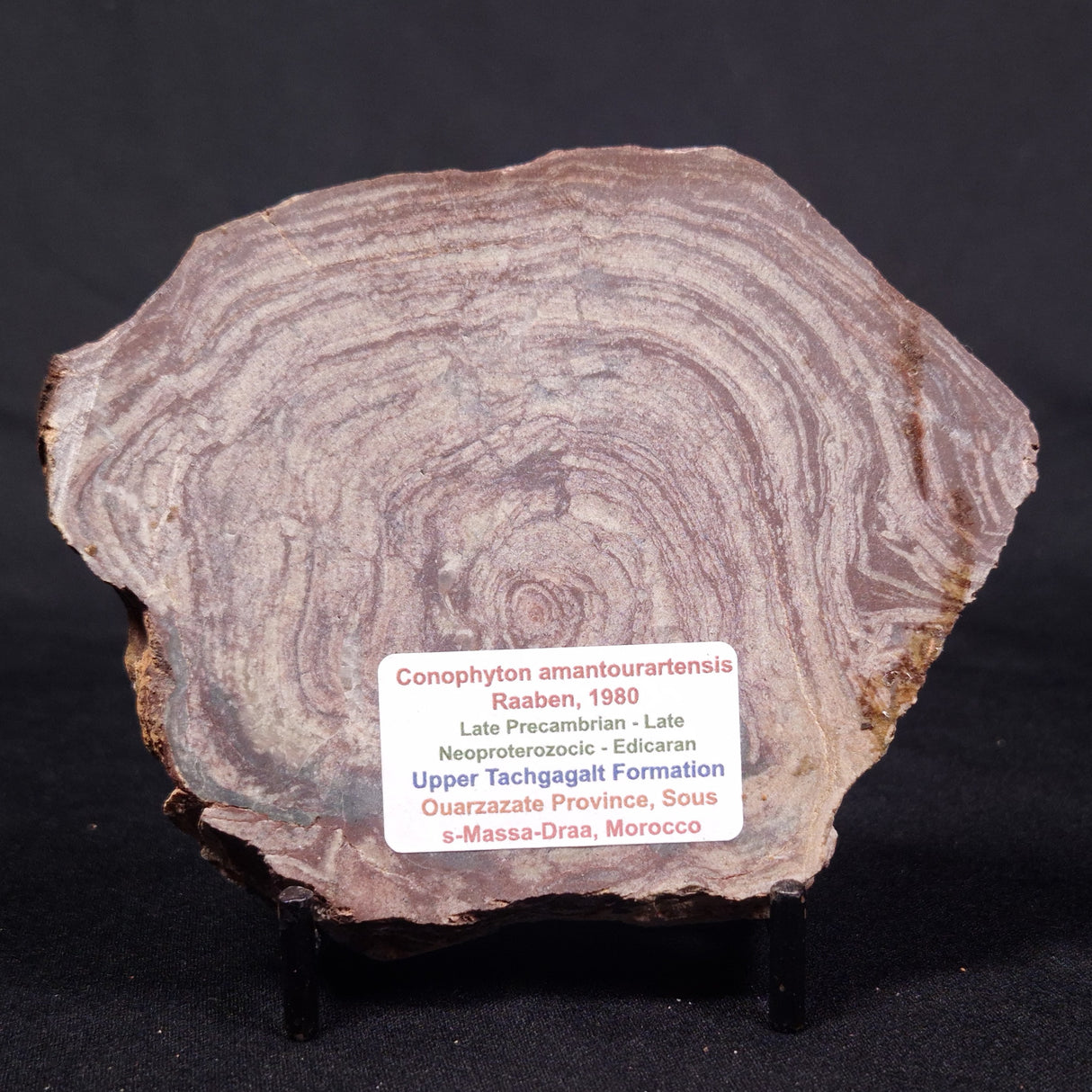 CONOPHYTON AMANTOURARTENSIS STROMATOLITE, Ediacaran, Morocco ZCA017