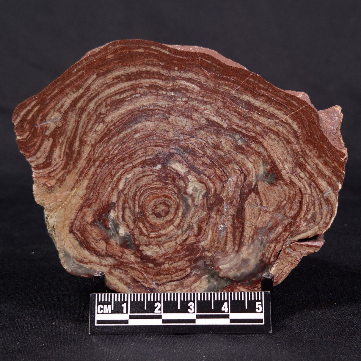 CONOPHYTON AMANTOURARTENSIS STROMATOLITE, Ediacaran, Morocco ZCA018