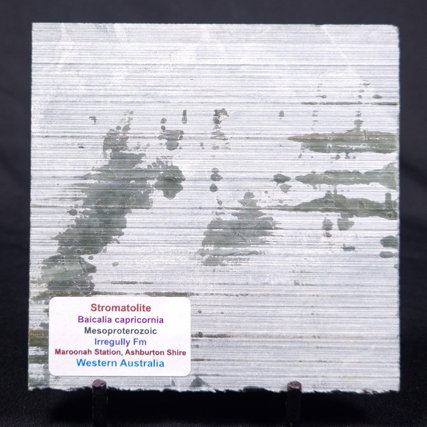 STROMATOLITE BAICALIA CAPRICORNIA, Mesoproterozoic, Australia ZBC003