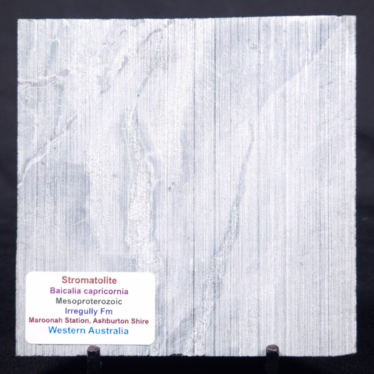STROMATOLITE BAICALIA CAPRICORNIA, Mesoproterozoic, Australia ZBC007