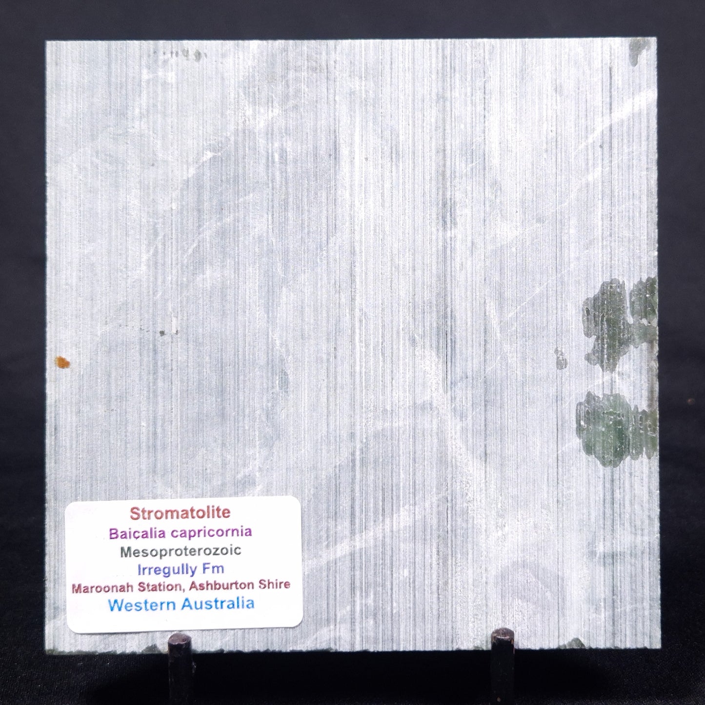 STROMATOLITE BAICALIA CAPRICORNIA, Mesoproterozoic, Australia ZBC009