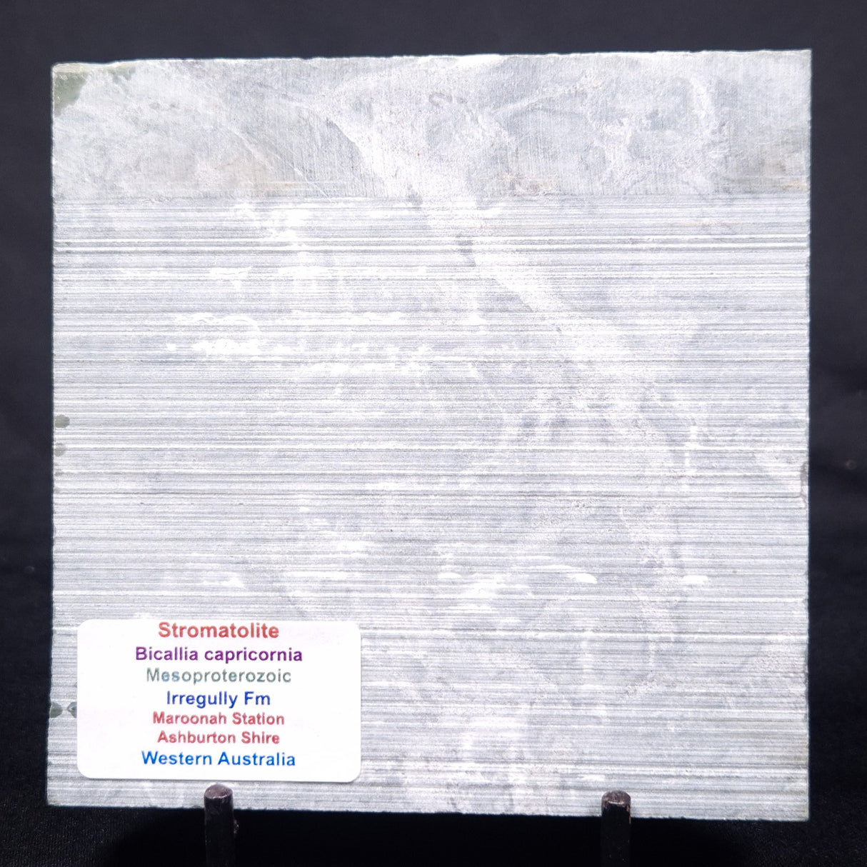 STROMATOLITE BAICALIA CAPRICORNIA, Mesoproterozoic, Australia ZBC020
