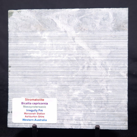 STROMATOLITE BAICALIA CAPRICORNIA, Mesoproterozoic, Australia ZBC020