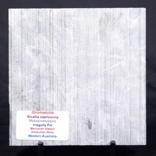 STROMATOLITE BAICALIA CAPRICORNIA, Mesoproterozoic, Australia ZBC021