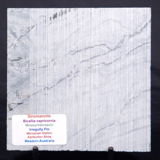 STROMATOLITE BAICALIA CAPRICORNIA, Mesoproterozoic, Australia ZBC022