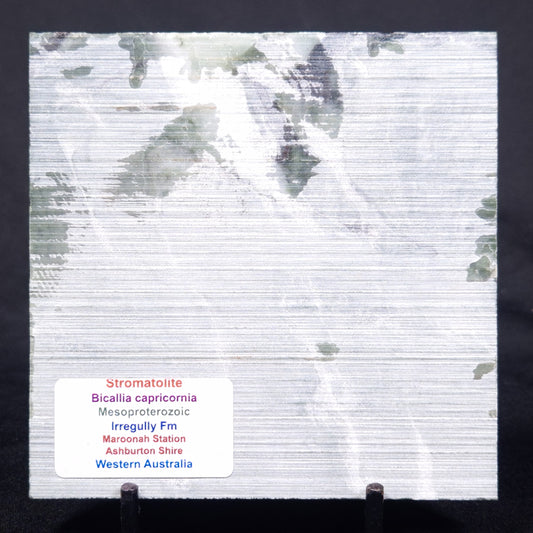 STROMATOLITE BAICALIA CAPRICORNIA, Mesoproterozoic, Australia ZBC023
