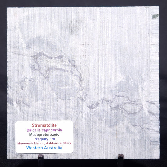 STROMATOLITE BAICALIA CAPRICORNIA, Mesoproterozoic, Australia ZBC024