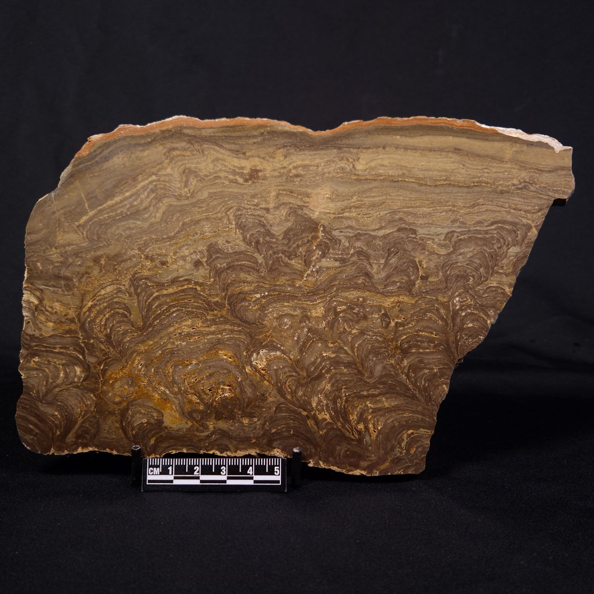 KULPARIA ALICIA STROMATOLITE, Proterozoic, Australia ZKA011