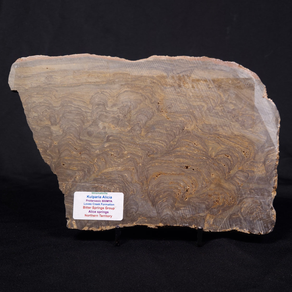 KULPARIA ALICIA STROMATOLITE, Proterozoic, Australia ZKA011