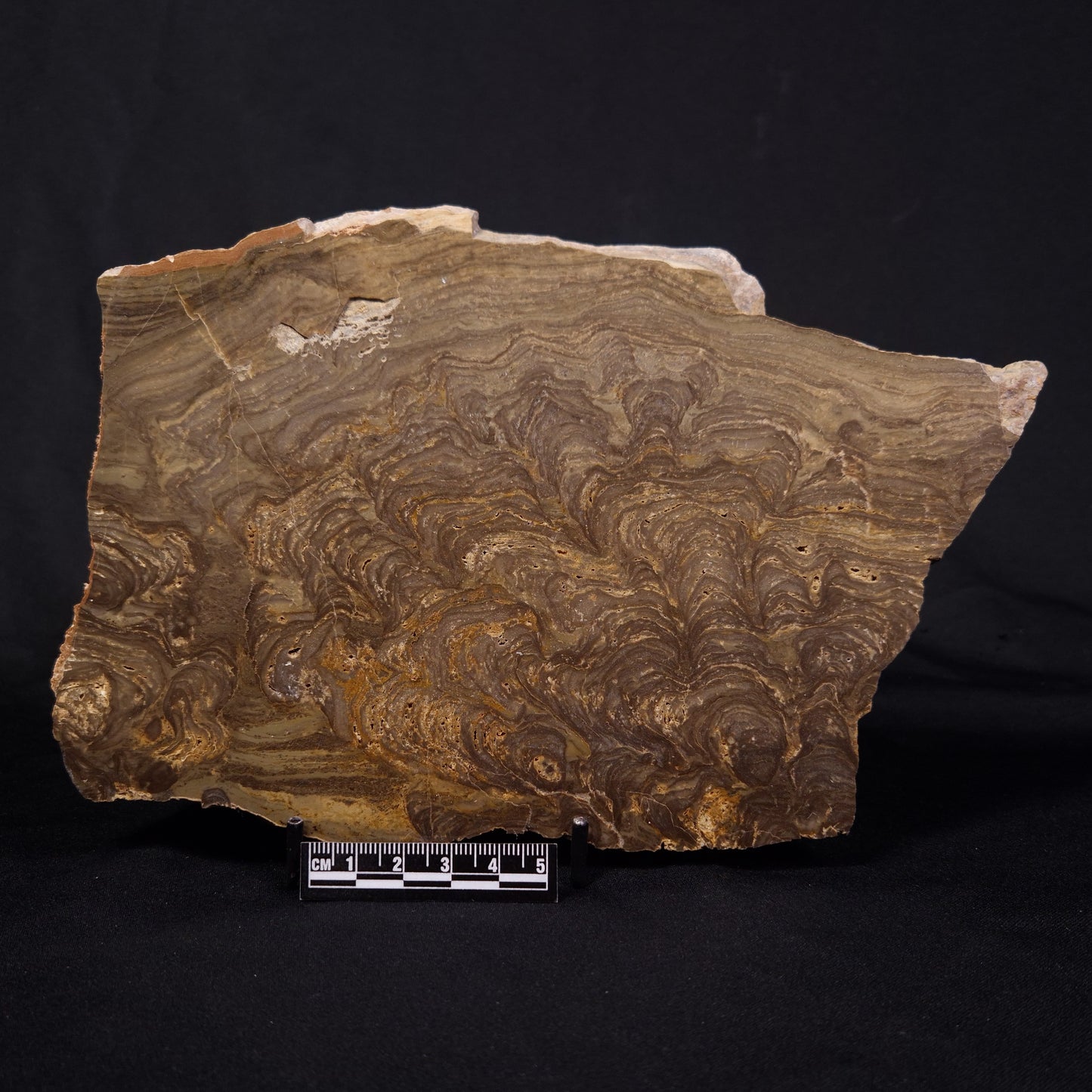 KULPARIA ALICIA STROMATOLITE, Proterozoic, Australia ZKA012