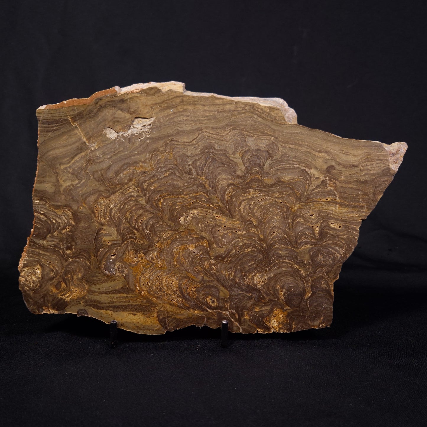 KULPARIA ALICIA STROMATOLITE, Proterozoic, Australia ZKA012