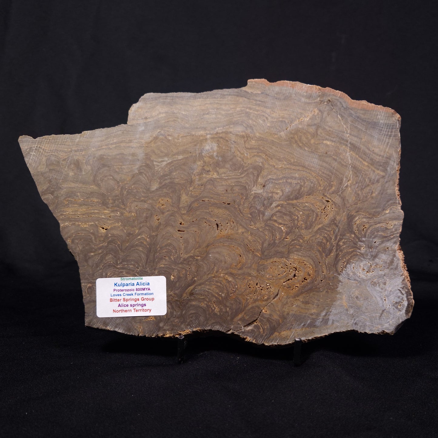 KULPARIA ALICIA STROMATOLITE, Proterozoic, Australia ZKA012