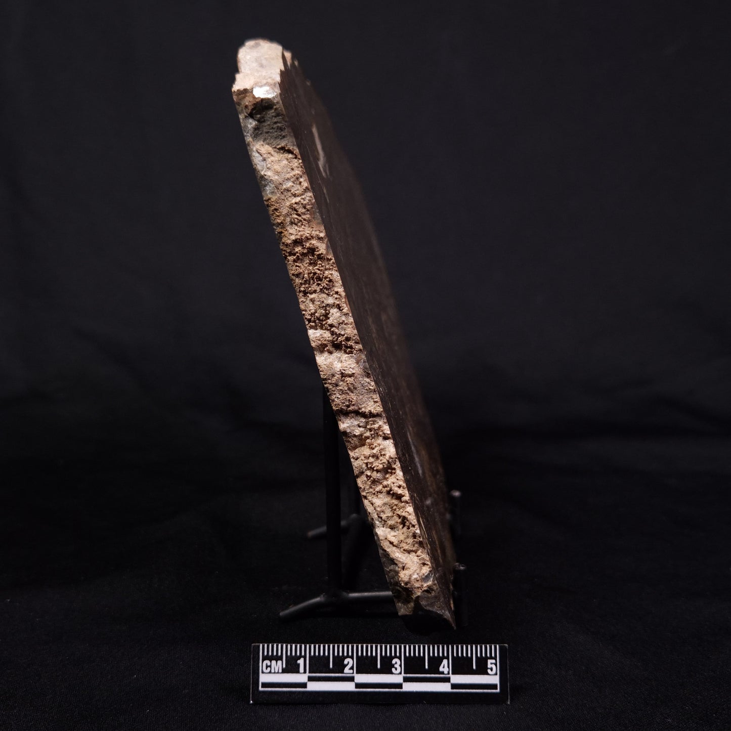 KULPARIA ALICIA STROMATOLITE, Proterozoic, Australia ZKA012