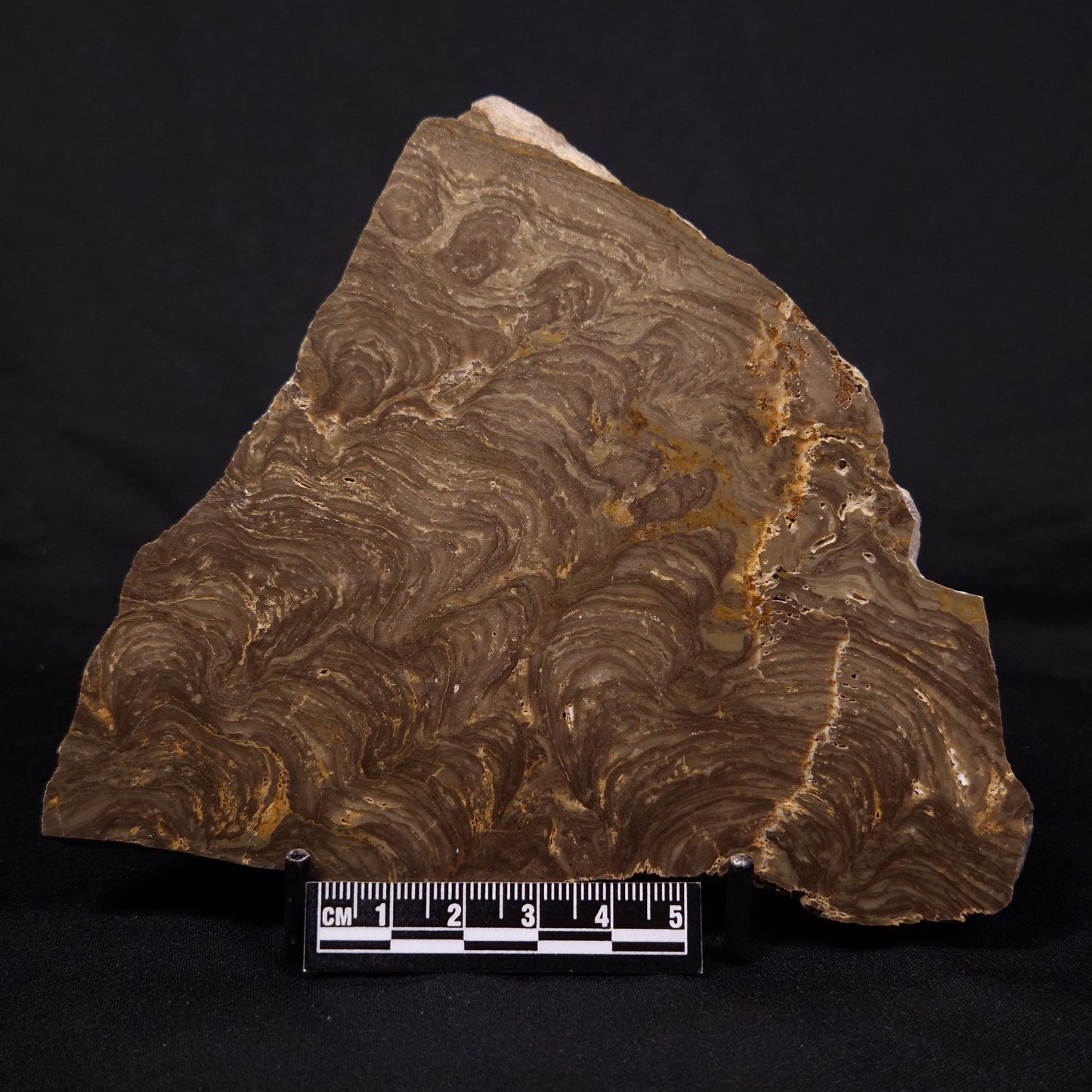 KULPARIA ALICIA STROMATOLITE, Proterozoic, Australia ZKA014
