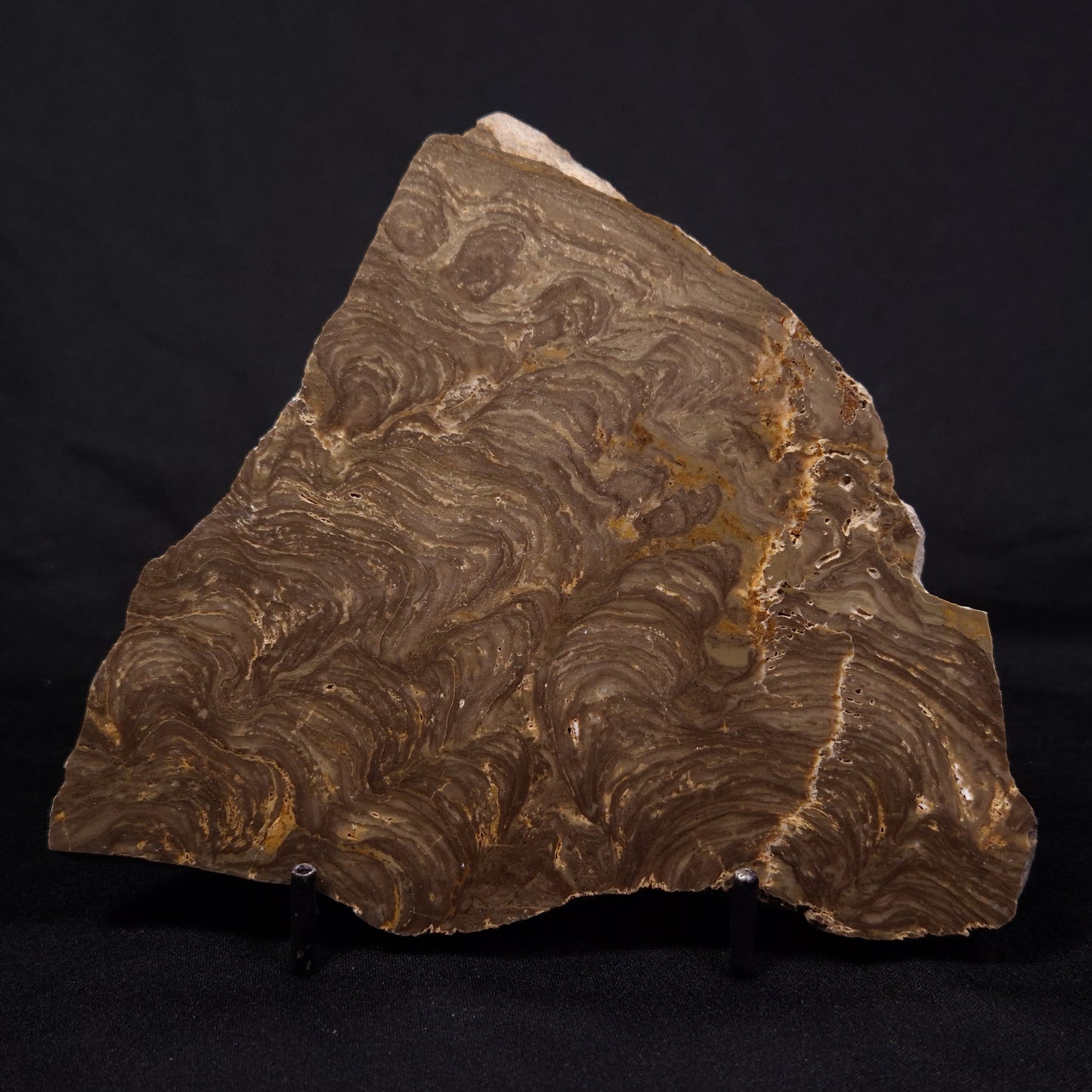 KULPARIA ALICIA STROMATOLITE, Proterozoic, Australia ZKA014