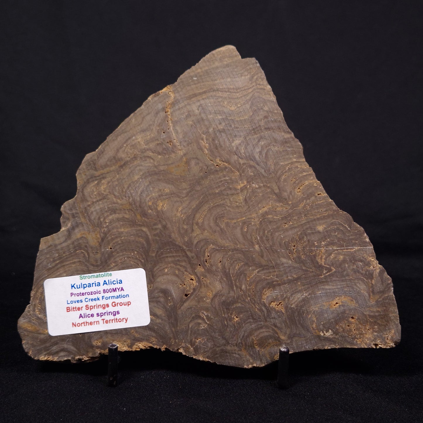 KULPARIA ALICIA STROMATOLITE, Proterozoic, Australia ZKA014