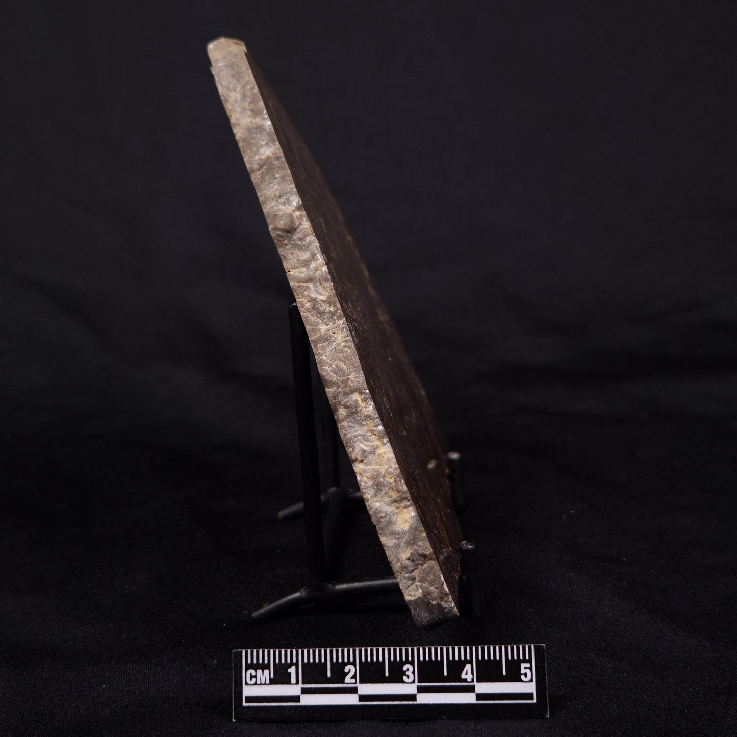 KULPARIA ALICIA STROMATOLITE, Proterozoic, Australia ZKA014