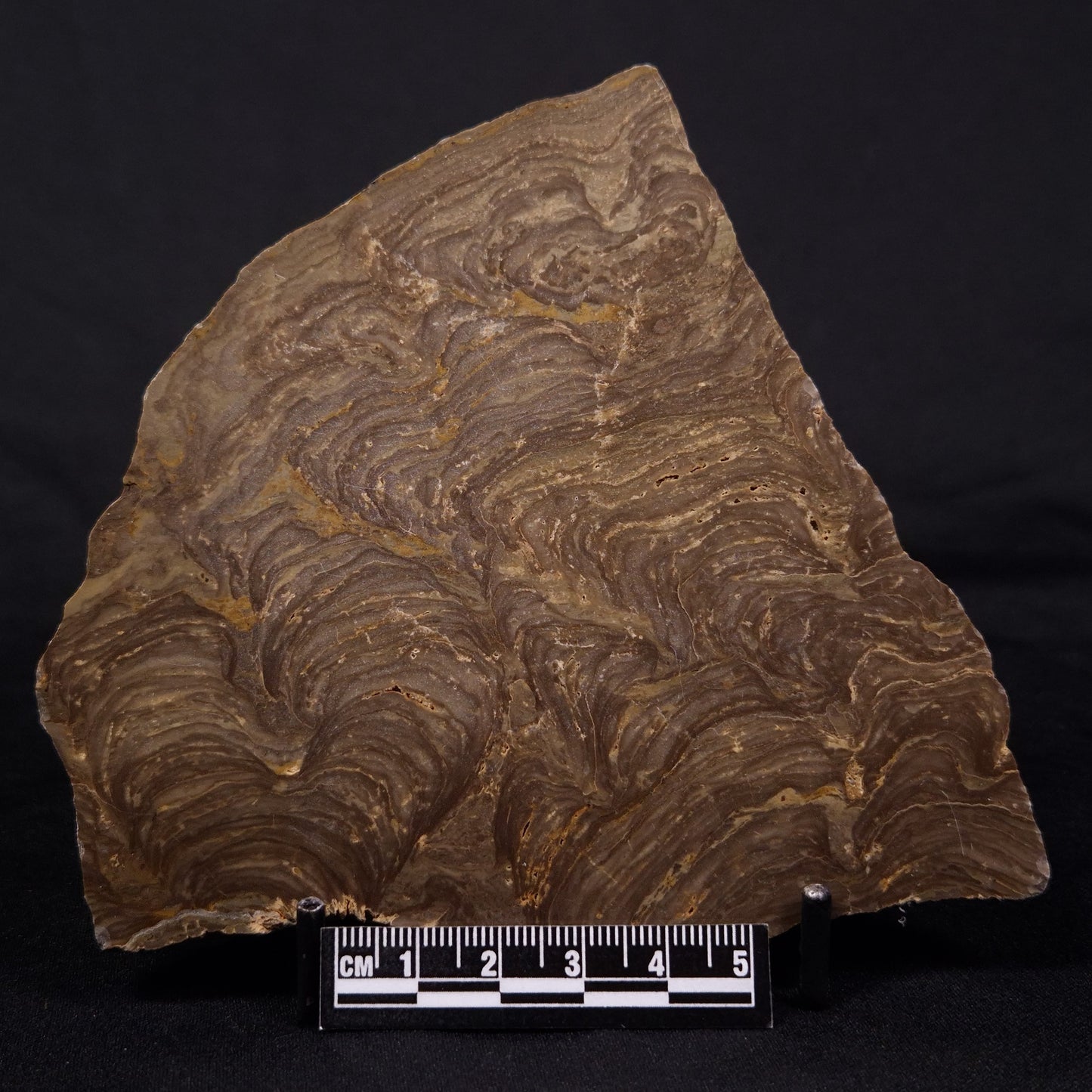KULPARIA ALICIA STROMATOLITE, Proterozoic, Australia ZKA015
