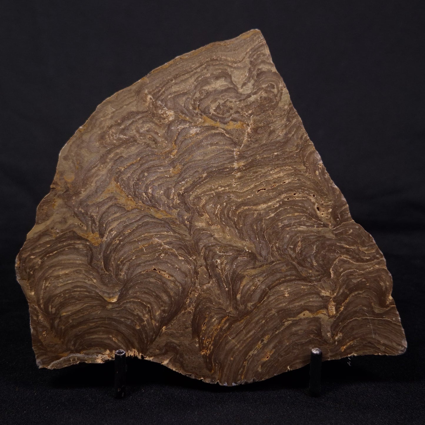 KULPARIA ALICIA STROMATOLITE, Proterozoic, Australia ZKA015