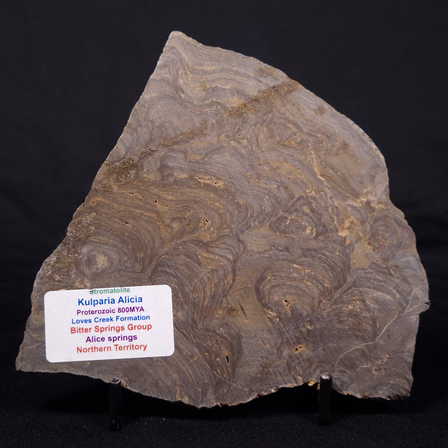 KULPARIA ALICIA STROMATOLITE, Proterozoic, Australia ZKA015