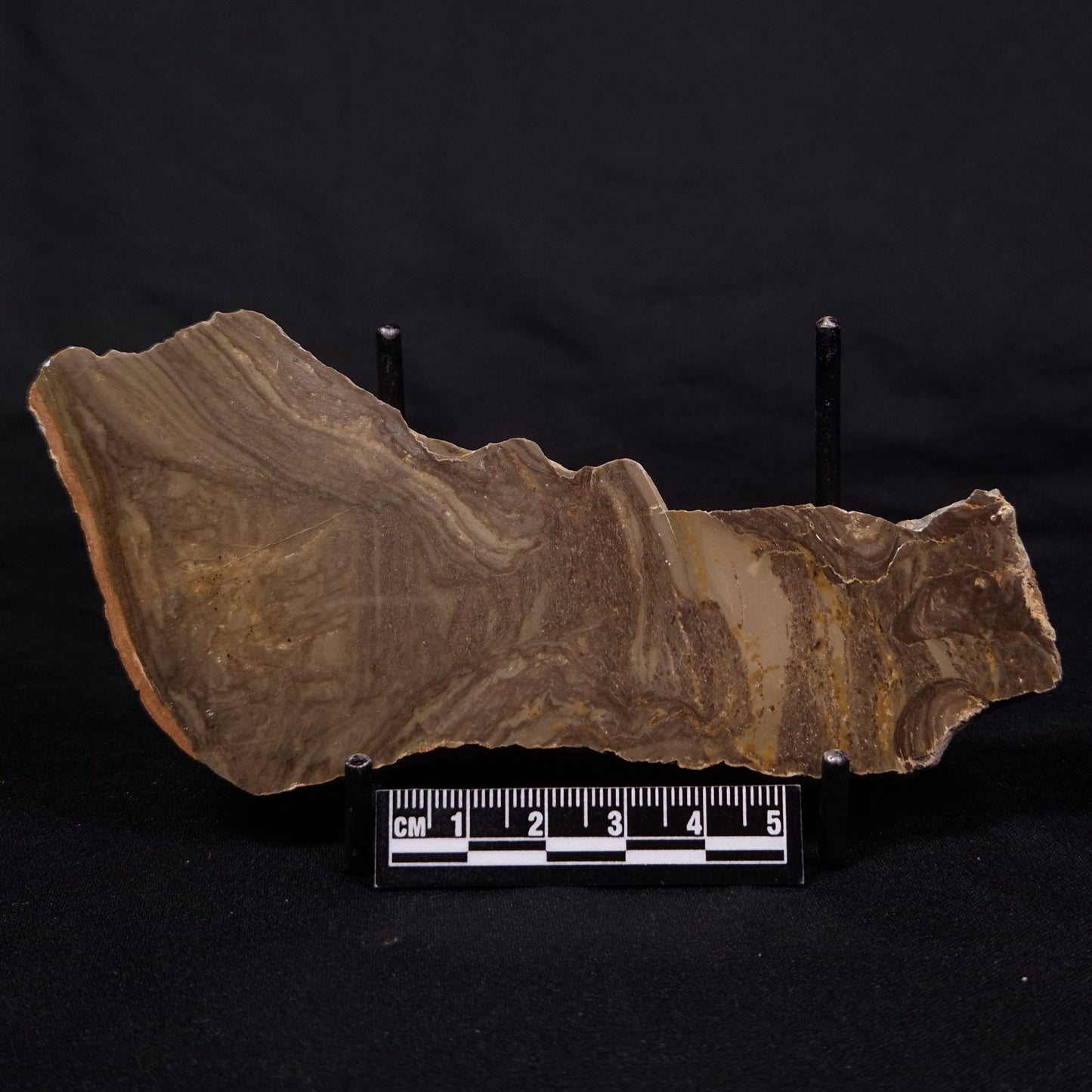 KULPARIA ALICIA STROMATOLITE, Proterozoic, Australia ZKA016