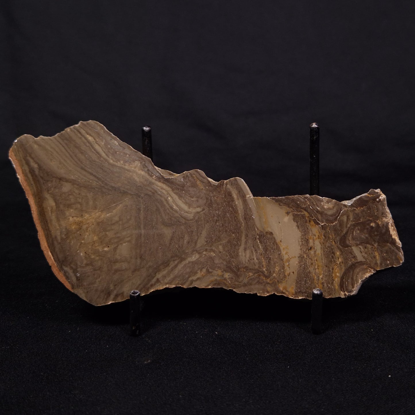 KULPARIA ALICIA STROMATOLITE, Proterozoic, Australia ZKA016