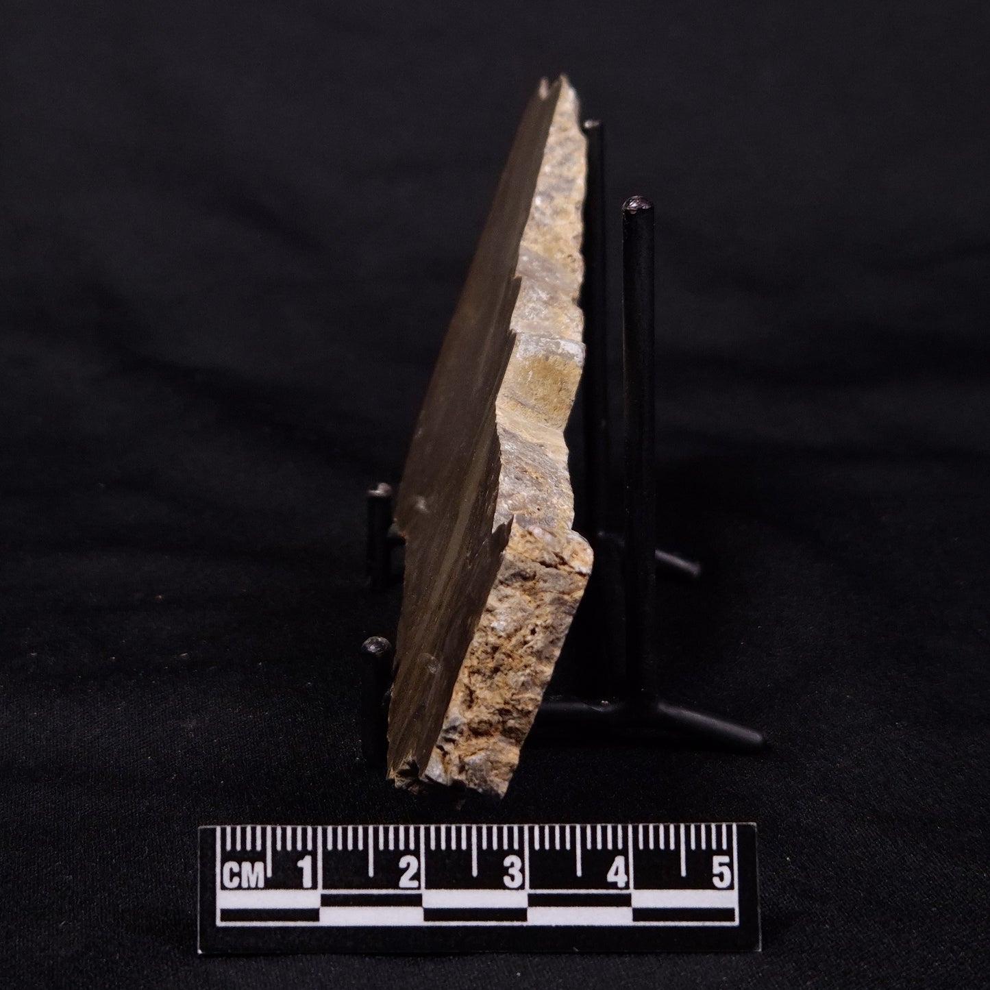 KULPARIA ALICIA STROMATOLITE, Proterozoic, Australia ZKA016