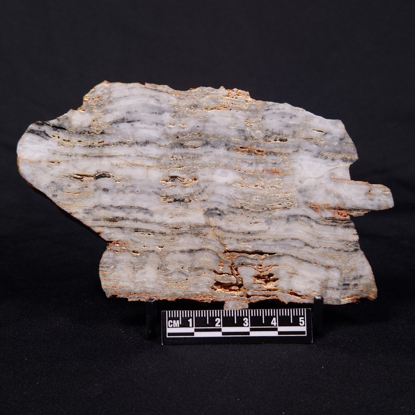 MOUNT MCGRATH STROMATOLITE, Lower Proterozoic, Australia ZMG034