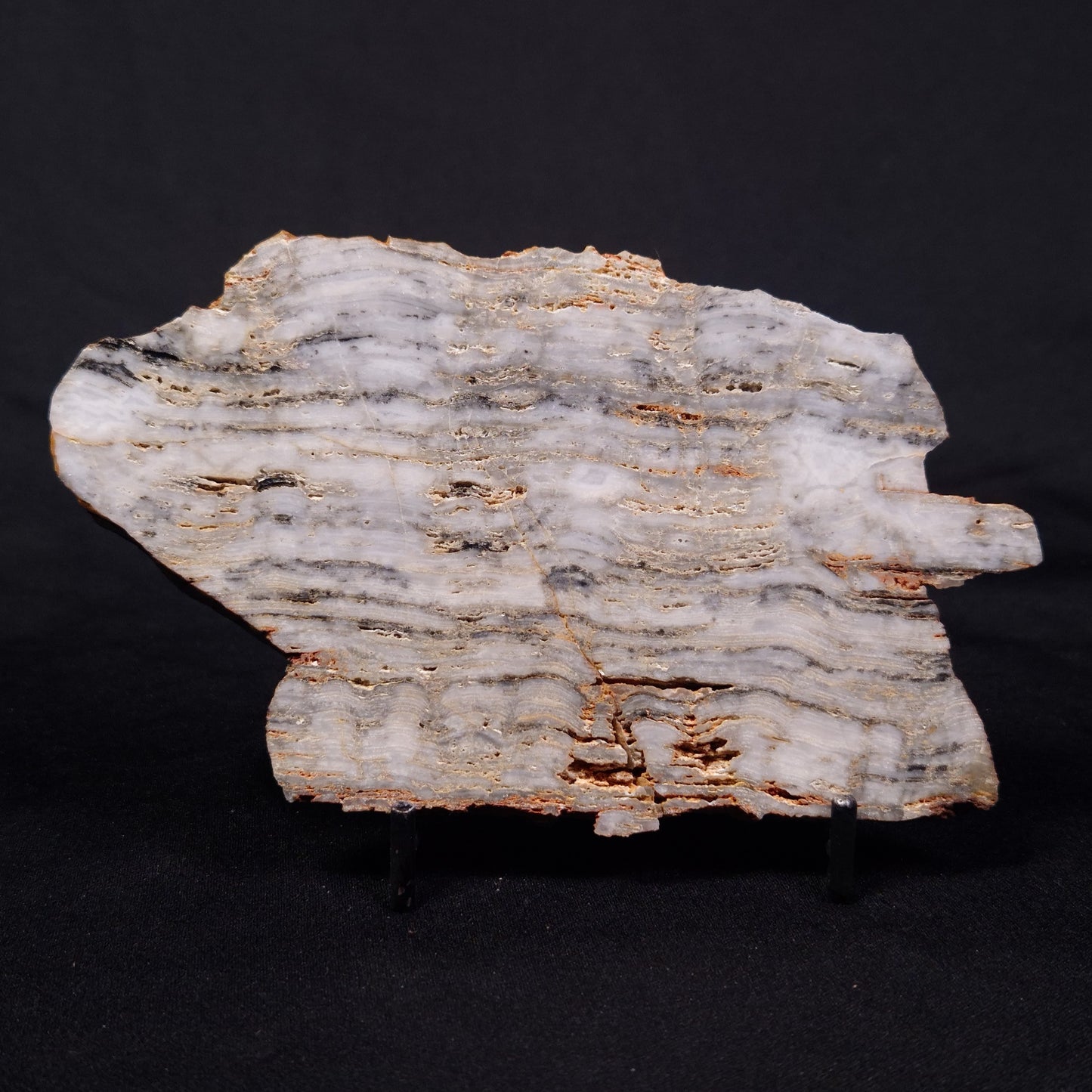 MOUNT MCGRATH STROMATOLITE, Lower Proterozoic, Australia ZMG034