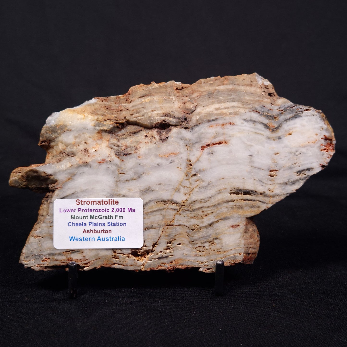 MOUNT MCGRATH STROMATOLITE, Lower Proterozoic, Australia ZMG034