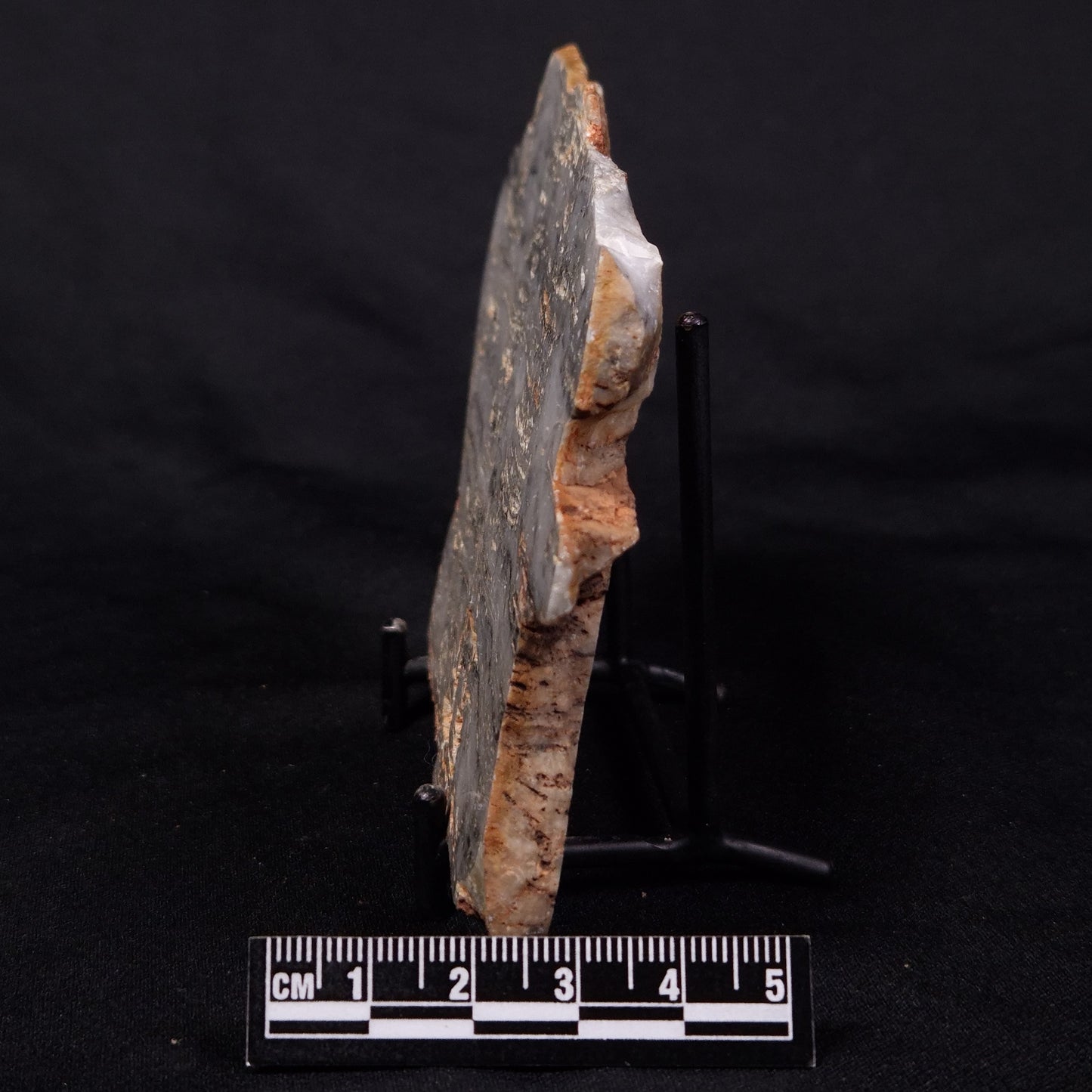 MOUNT MCGRATH STROMATOLITE, Lower Proterozoic, Australia ZMG034