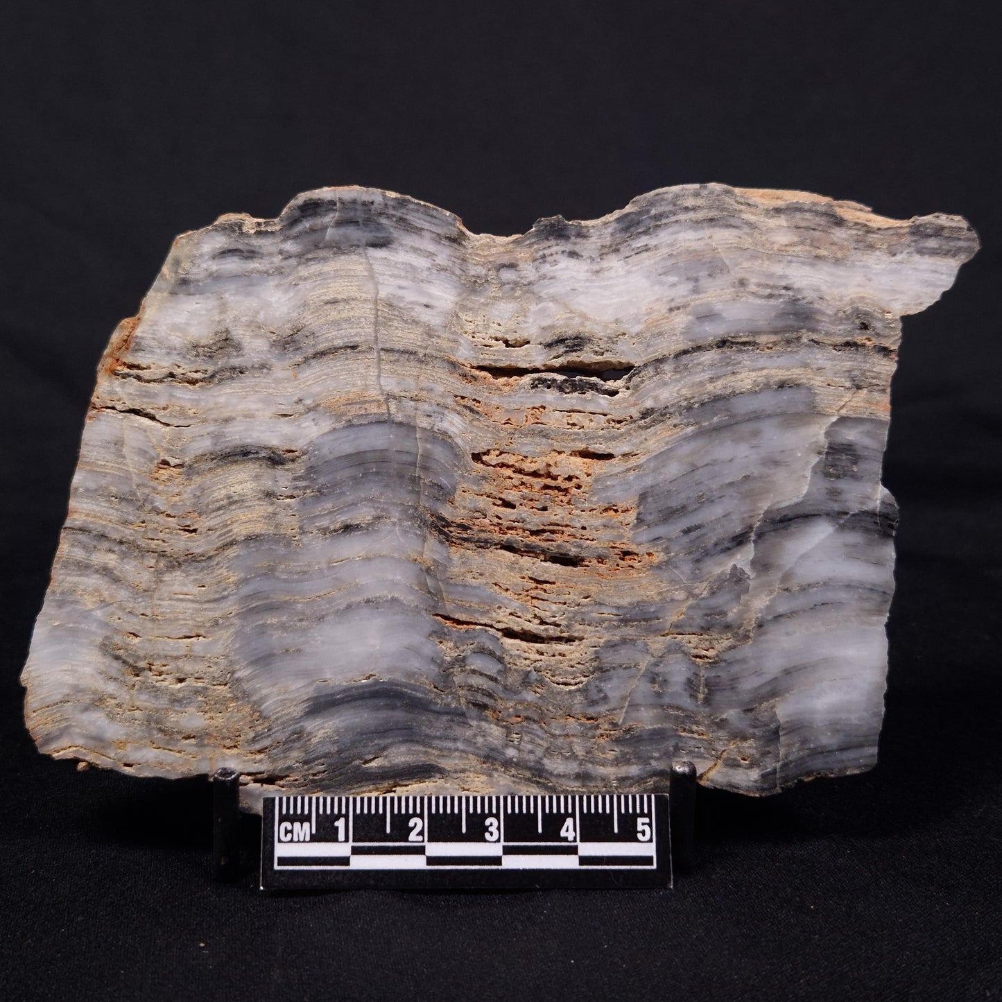 MOUNT MCGRATH STROMATOLITE, Lower Proterozoic, Australia ZMG035