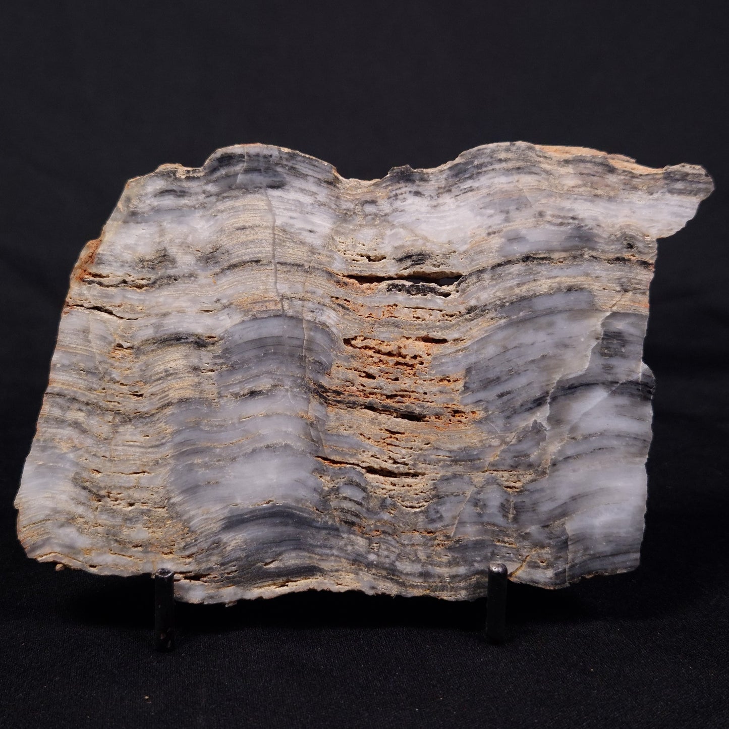 MOUNT MCGRATH STROMATOLITE, Lower Proterozoic, Australia ZMG035