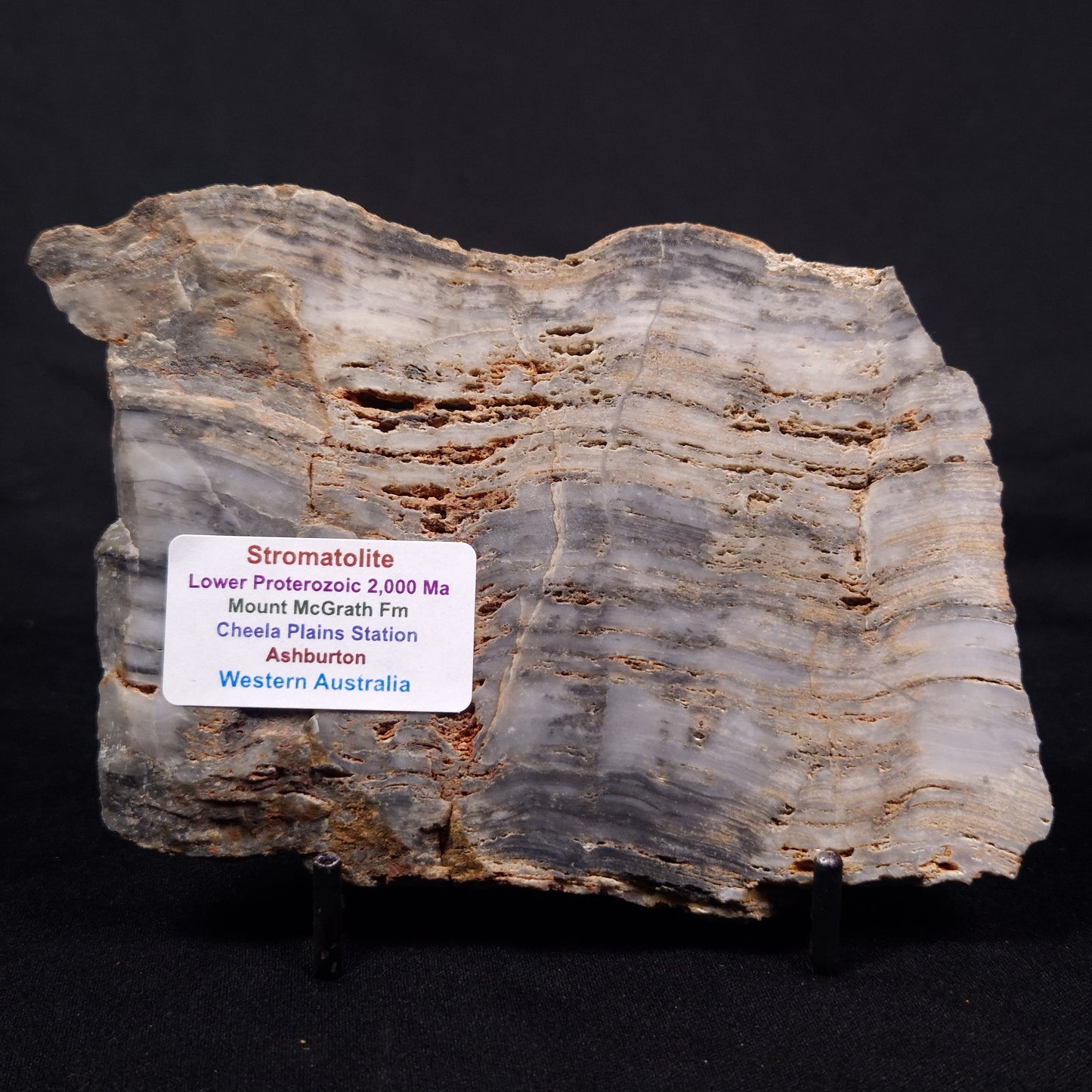 MOUNT MCGRATH STROMATOLITE, Lower Proterozoic, Australia ZMG035