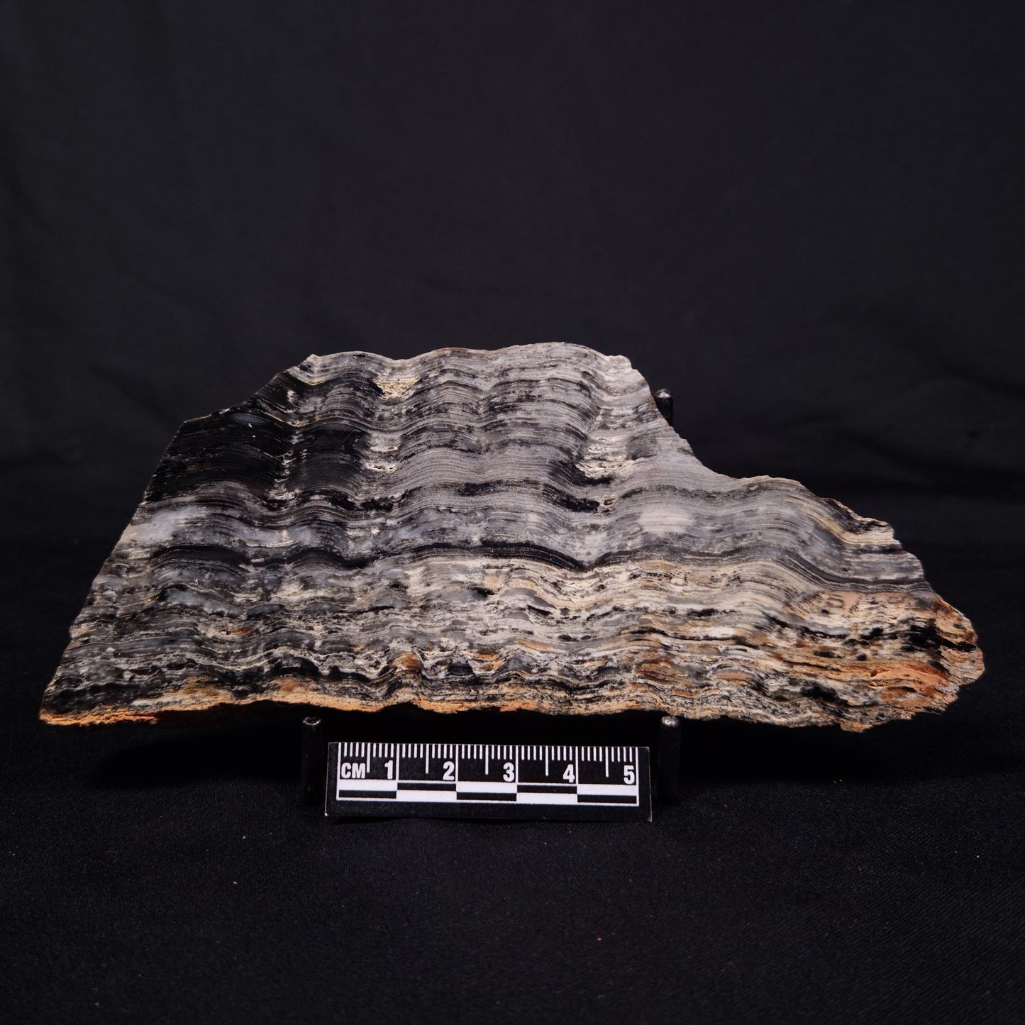 MOUNT MCGRATH STROMATOLITE, Lower Proterozoic, Australia ZMG036