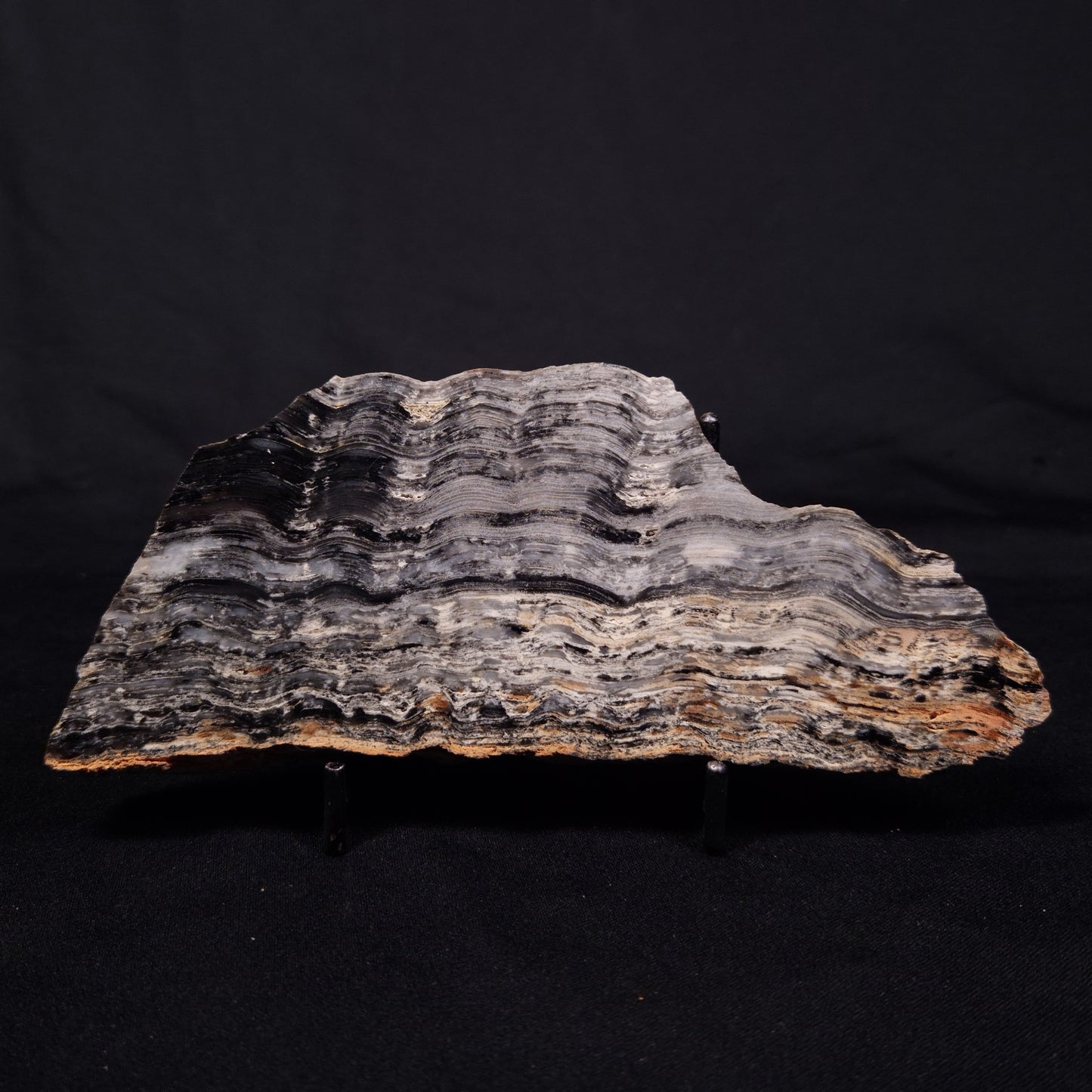 MOUNT MCGRATH STROMATOLITE, Lower Proterozoic, Australia ZMG036