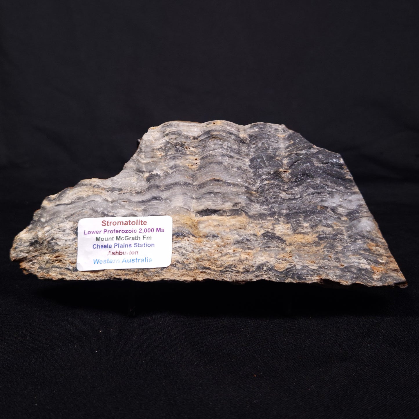 MOUNT MCGRATH STROMATOLITE, Lower Proterozoic, Australia ZMG036
