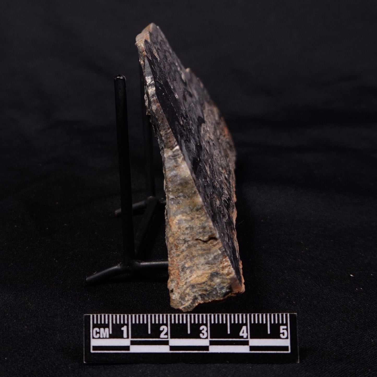 MOUNT MCGRATH STROMATOLITE, Lower Proterozoic, Australia ZMG036